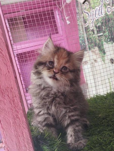 Persian kittens available for sale 13