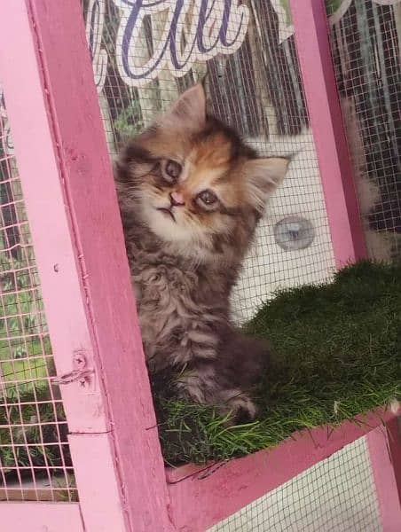 Persian kittens available for sale 14