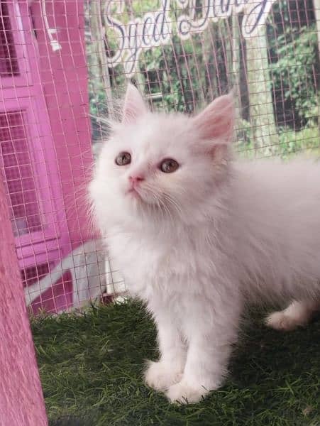 Persian kittens available for sale 1