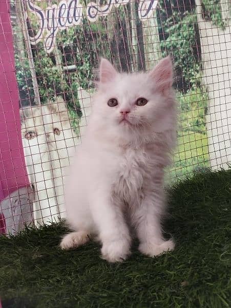 Persian kittens available for sale 3