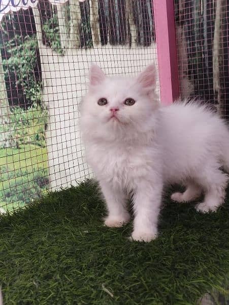Persian kittens available for sale 4
