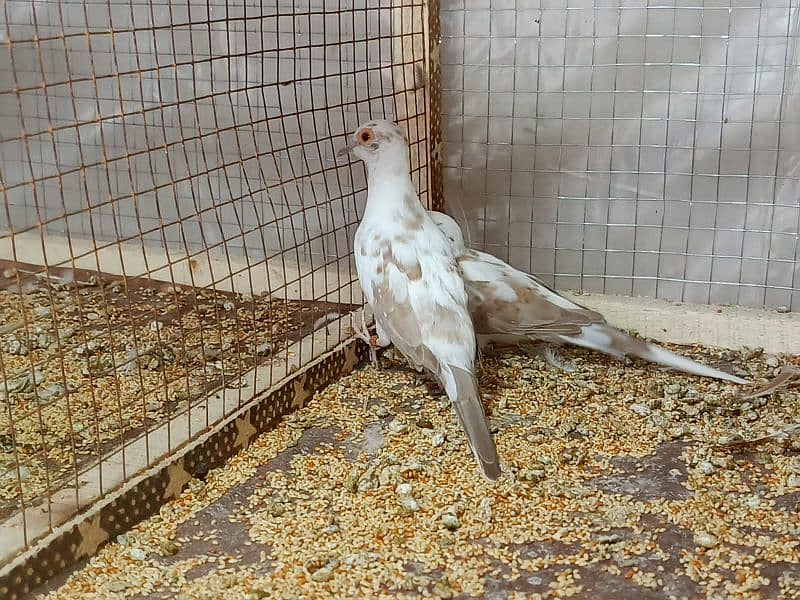 Redpied ready to first breed 3 to 4 pairs sale together 0304,4976,220 5