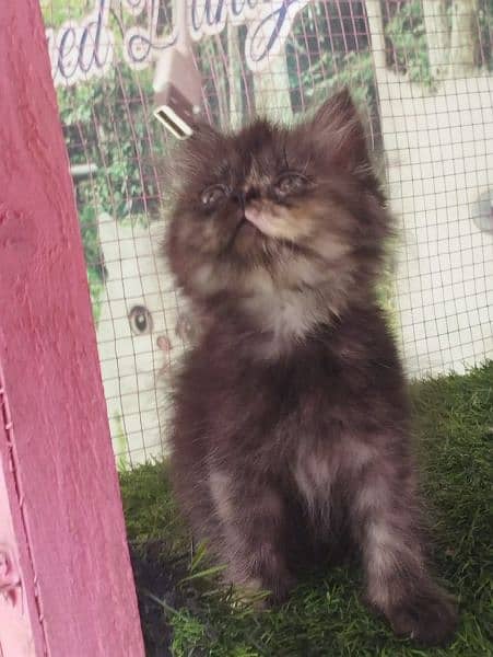 Persian kittens available for sale 1