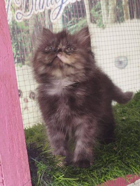 Persian kittens available for sale 2