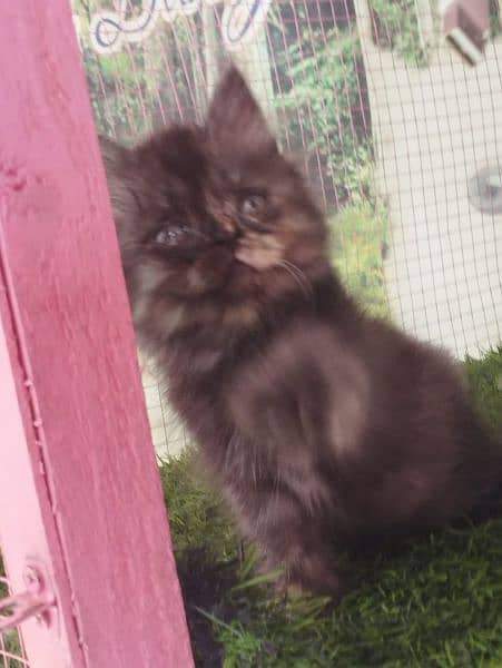 Persian kittens available for sale 5