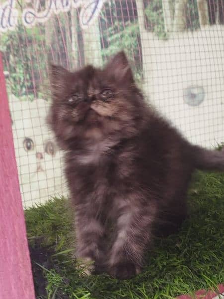 Persian kittens available for sale 6