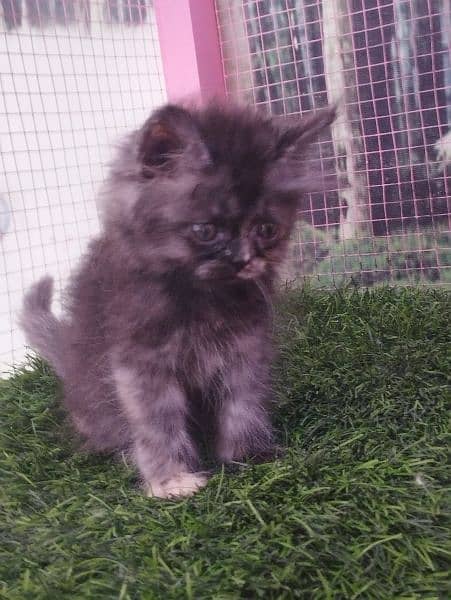 Persian kittens available for sale 7