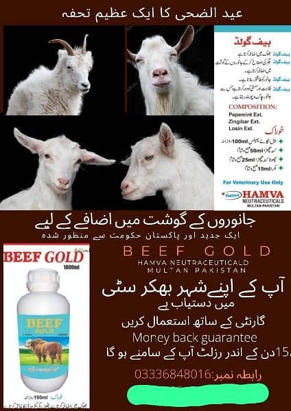 Beef Gold 1