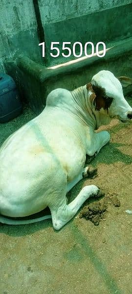 Cow / Gae /  Bachra / Australian Gay/Cholistani Gae 2 Dant 5