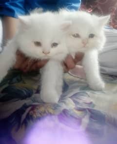 persian triple coated kittens