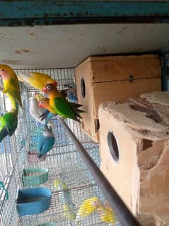 budgies & lovebird looking for new avairy.