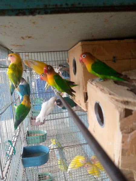 budgies & lovebird looking for new avairy. 2