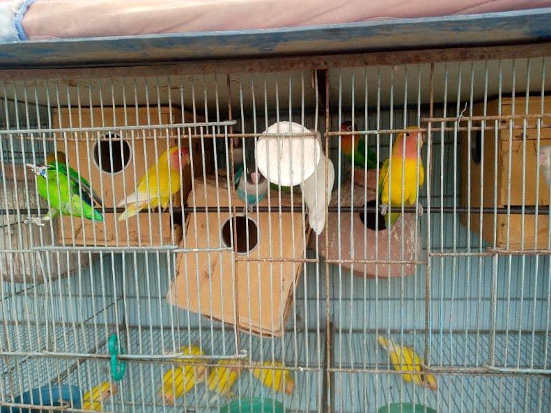 budgies & lovebird looking for new avairy. 3