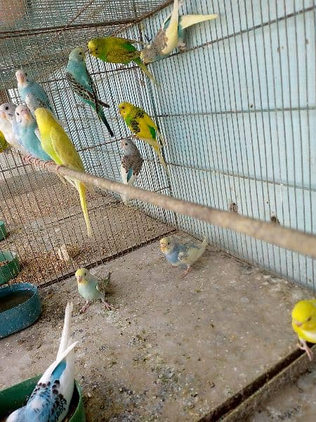 budgies & lovebird looking for new avairy. 4
