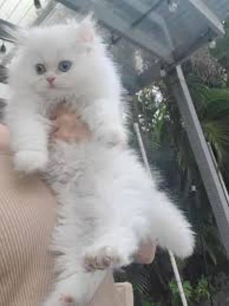 persian kitten cat 0