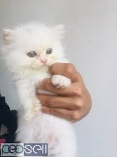 persian kitten cat 2