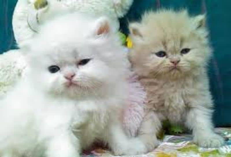 persian kitten cat 4
