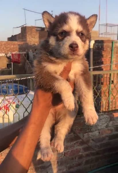 husky puppies available 0