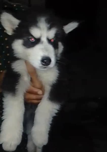 husky puppies available 1