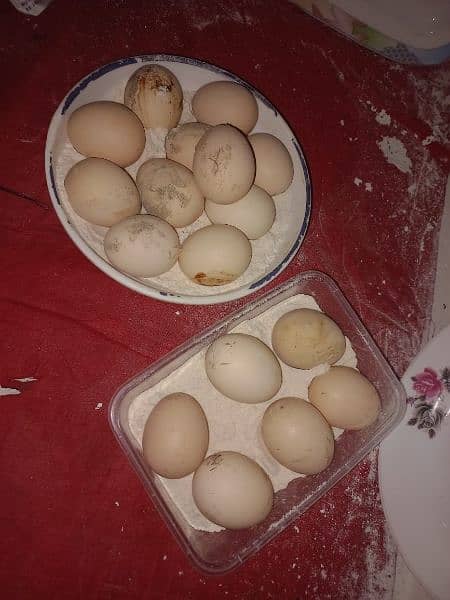 Assel Thai Eggs 1