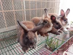 Rabbit Bunnies for Sale