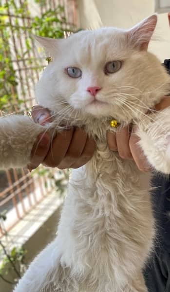 Persian Male Cat For Sale 1