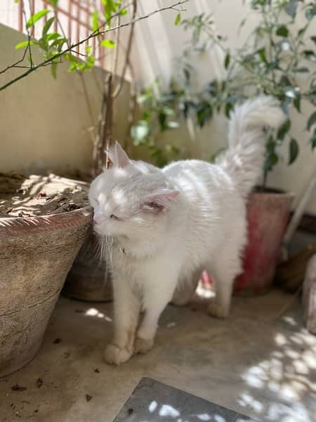 Persian Male Cat For Sale 2