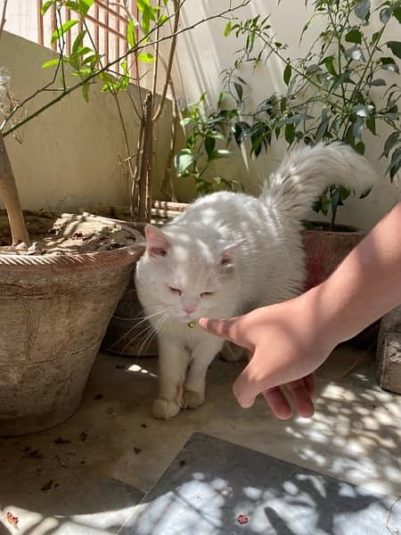 Persian Male Cat For Sale 3