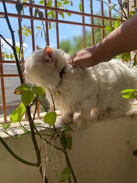 Persian Male Cat For Sale 5