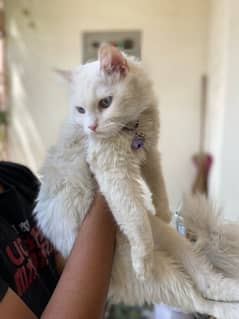 Persian Female Cat For Sale