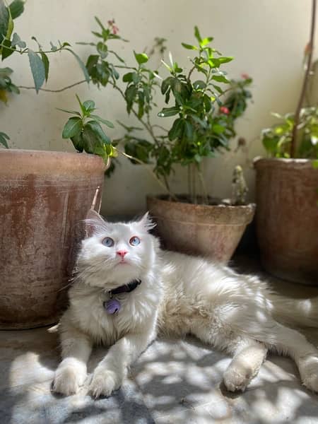 Persian Female Cat For Sale 2