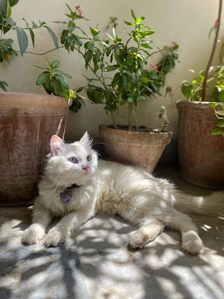 Persian Female Cat For Sale 4