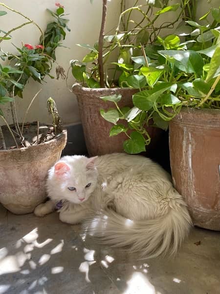 Persian Female Cat For Sale 5