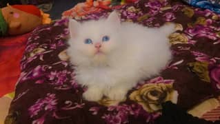 male pair kittens available