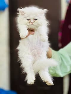 punch face female Persian kitten for sale (03035935312)
