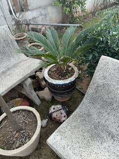 plants with pots