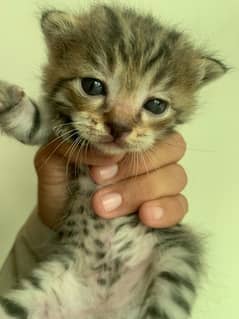 Persian cats ke baby for Sel 0
