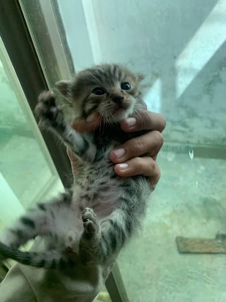 Persian cats ke baby for Sel 1