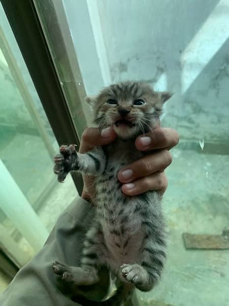 Persian cats ke baby for Sel 2