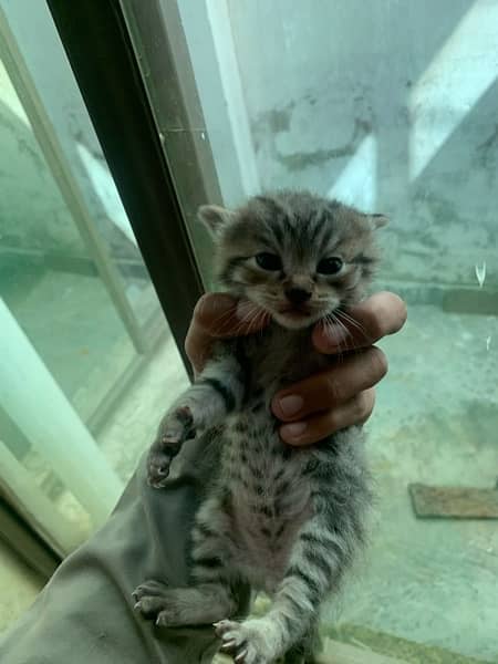 Persian cats ke baby for Sel 3