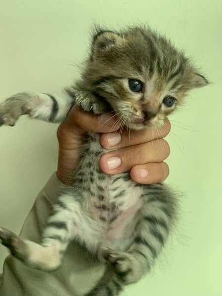 Persian cats ke baby for Sel 5