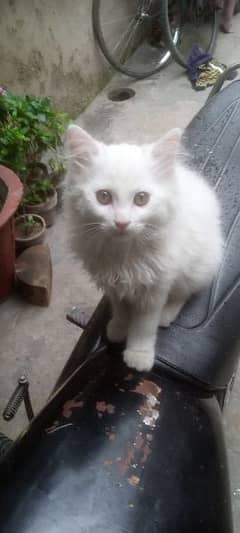 2.5 month baby Turkish cat