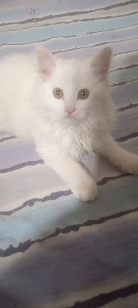 2.5 month baby Turkish cat 1