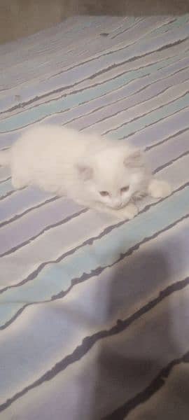 2.5 month baby Turkish cat 2