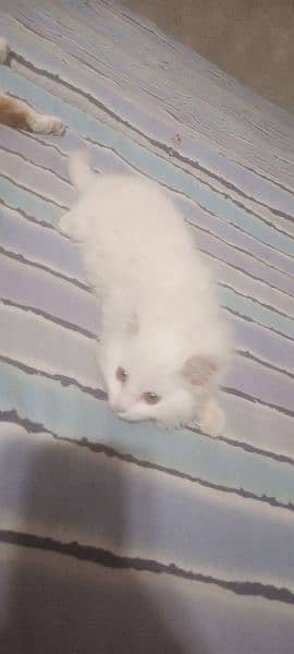 2.5 month baby Turkish cat 3
