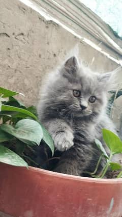 Cat | Kitten | Persian cat  | Persian kitten | Tripple coat
