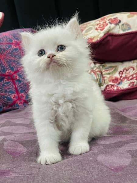 Persian cat/Persian kittens/triple coated/punch face 1