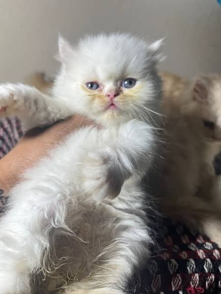 Persian cat/Persian kittens/triple coated/punch face 5