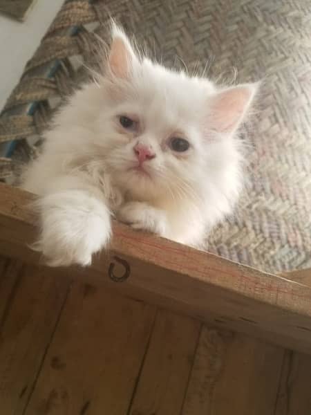 Persian cat/Persian kittens/triple coated/punch face 6