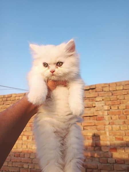 Persian cat/Persian kittens/triple coated/punch face 7